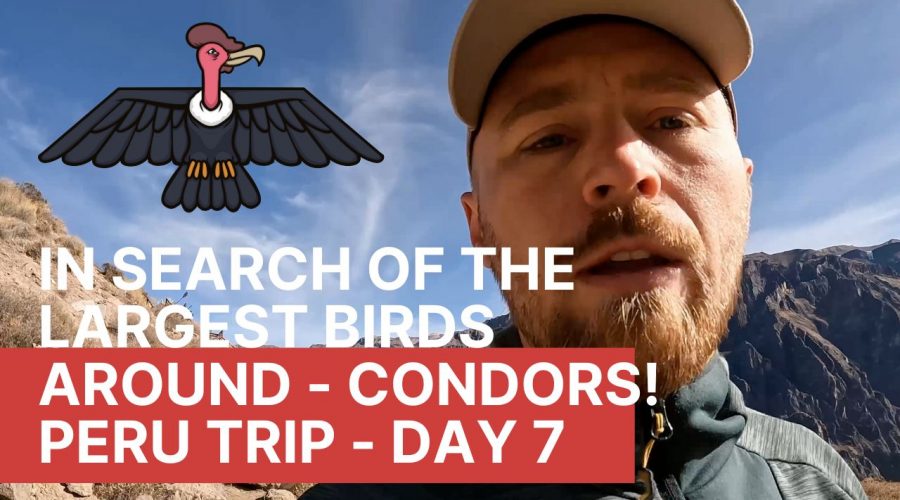 In search of the largest birds around - condors! | Peru EP 6